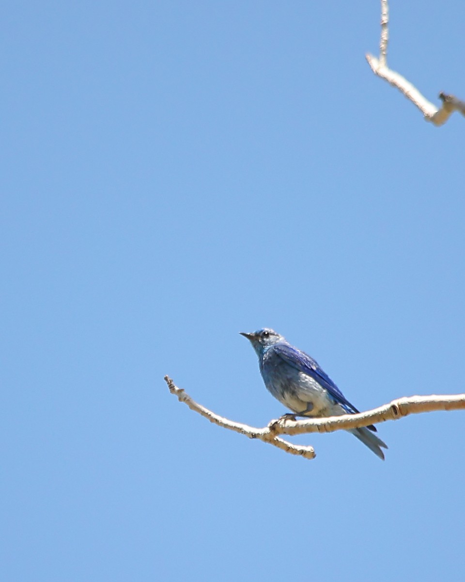 Mountain Bluebird - ML639149920