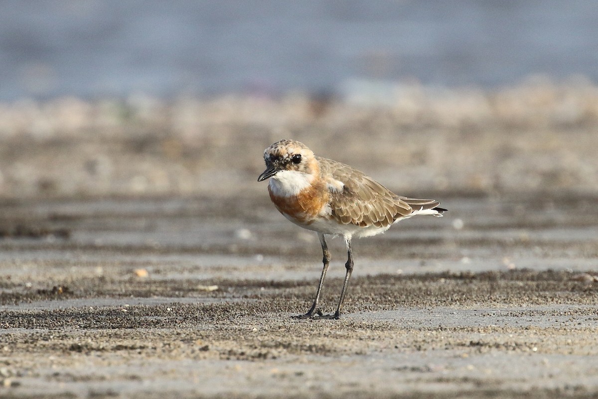 Tibetan Sand-Plover - ML639150020