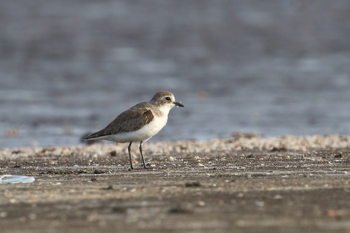 Tibetan Sand-Plover - ML639150021