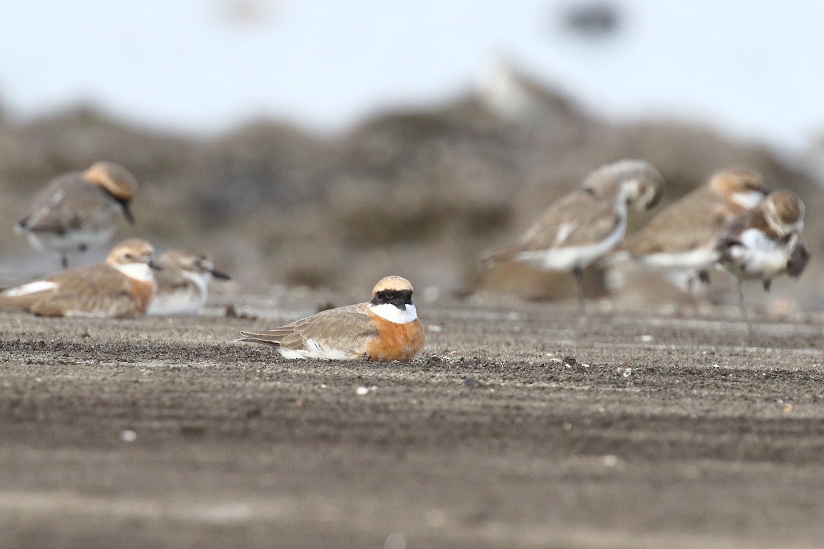 Tibetan Sand-Plover - ML639150023