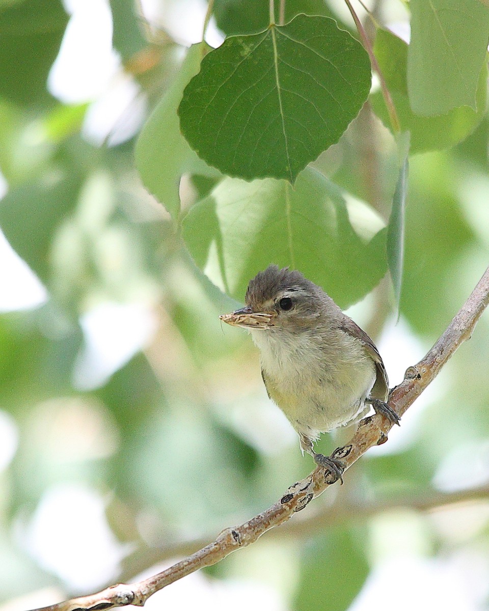 Western Warbling Vireo - ML639150043