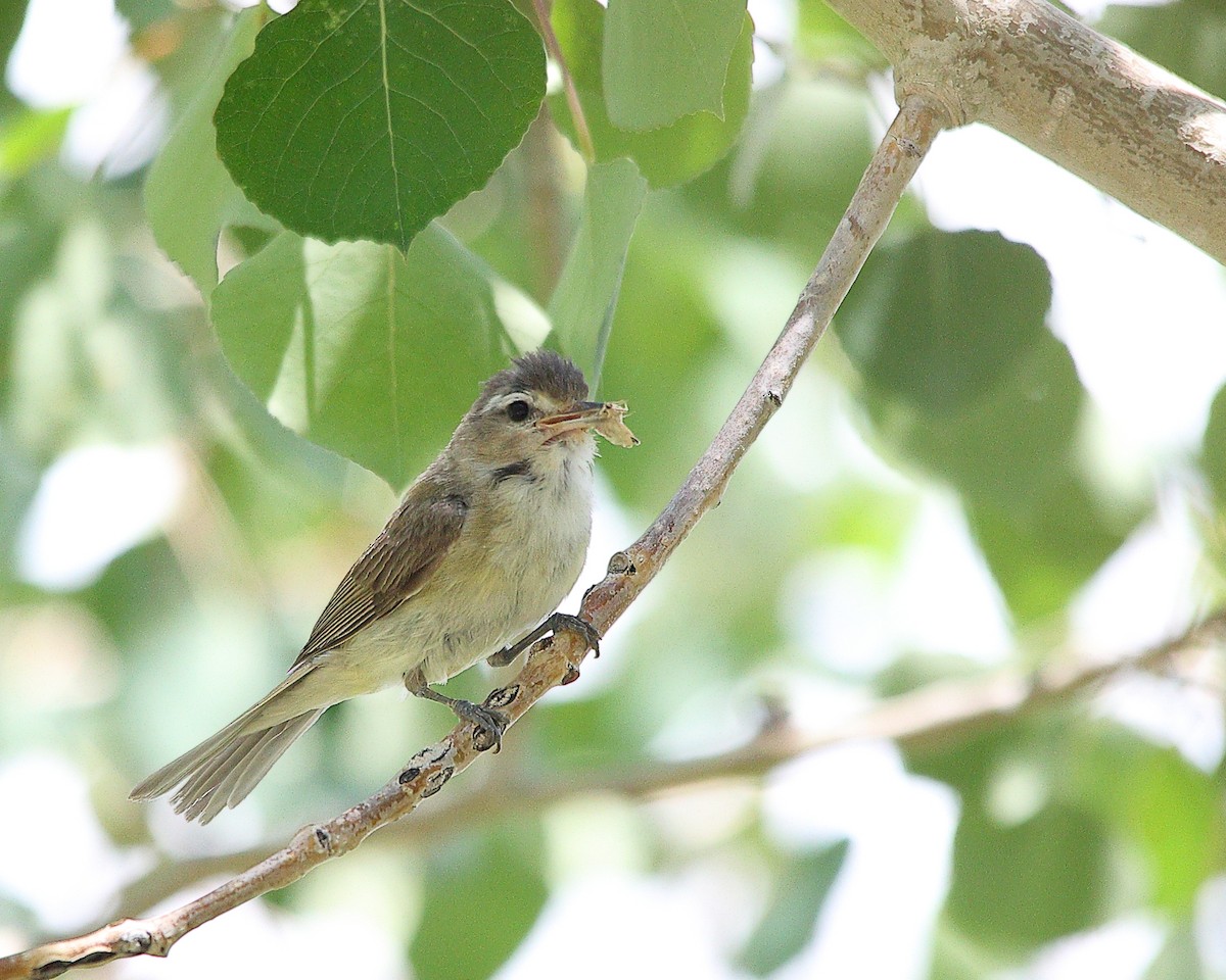 Western Warbling Vireo - ML639150044