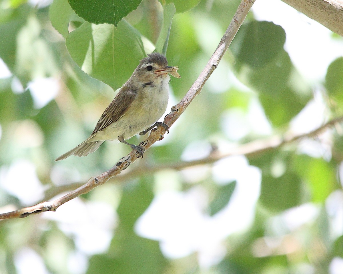 Western Warbling Vireo - ML639150045