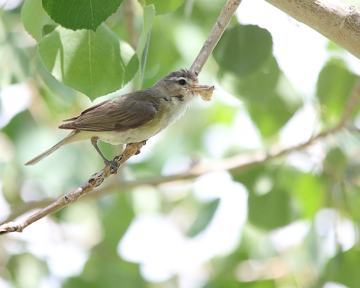 Western Warbling Vireo - ML639150046
