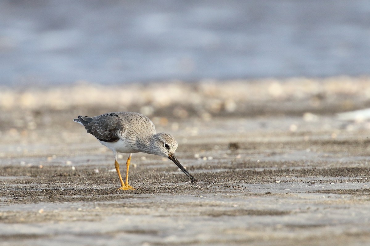 Terek Sandpiper - ML639150083