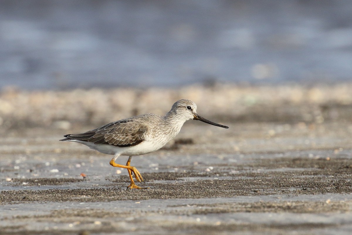 Terek Sandpiper - ML639150084