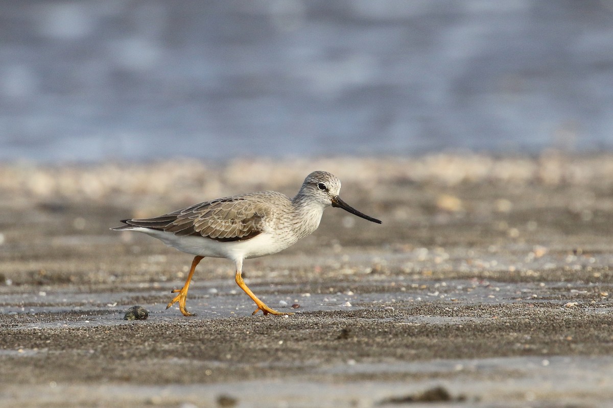 Terek Sandpiper - ML639150085