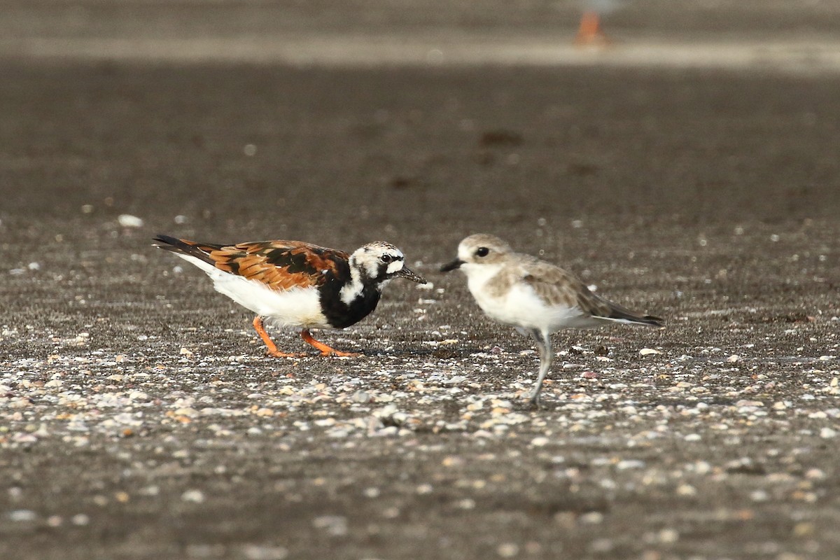 Ruddy Turnstone - ML639150179