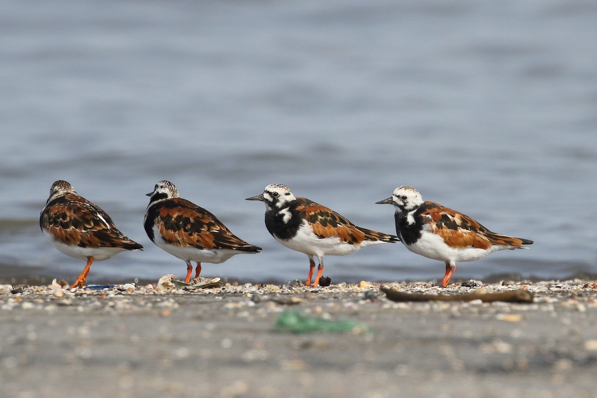 Ruddy Turnstone - ML639150180