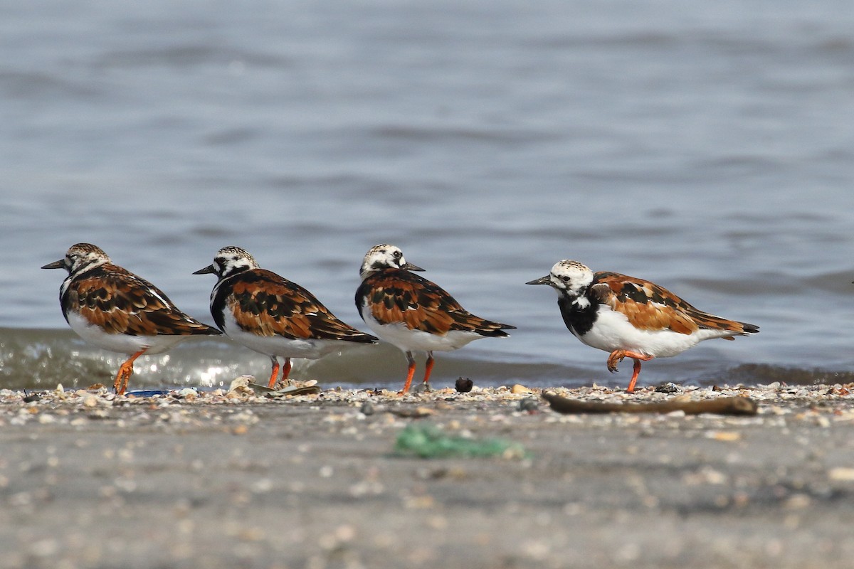 Ruddy Turnstone - ML639150181