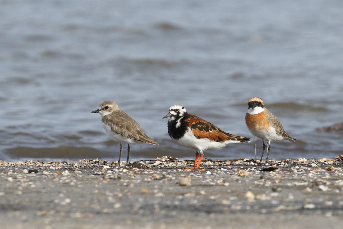 Ruddy Turnstone - ML639150182