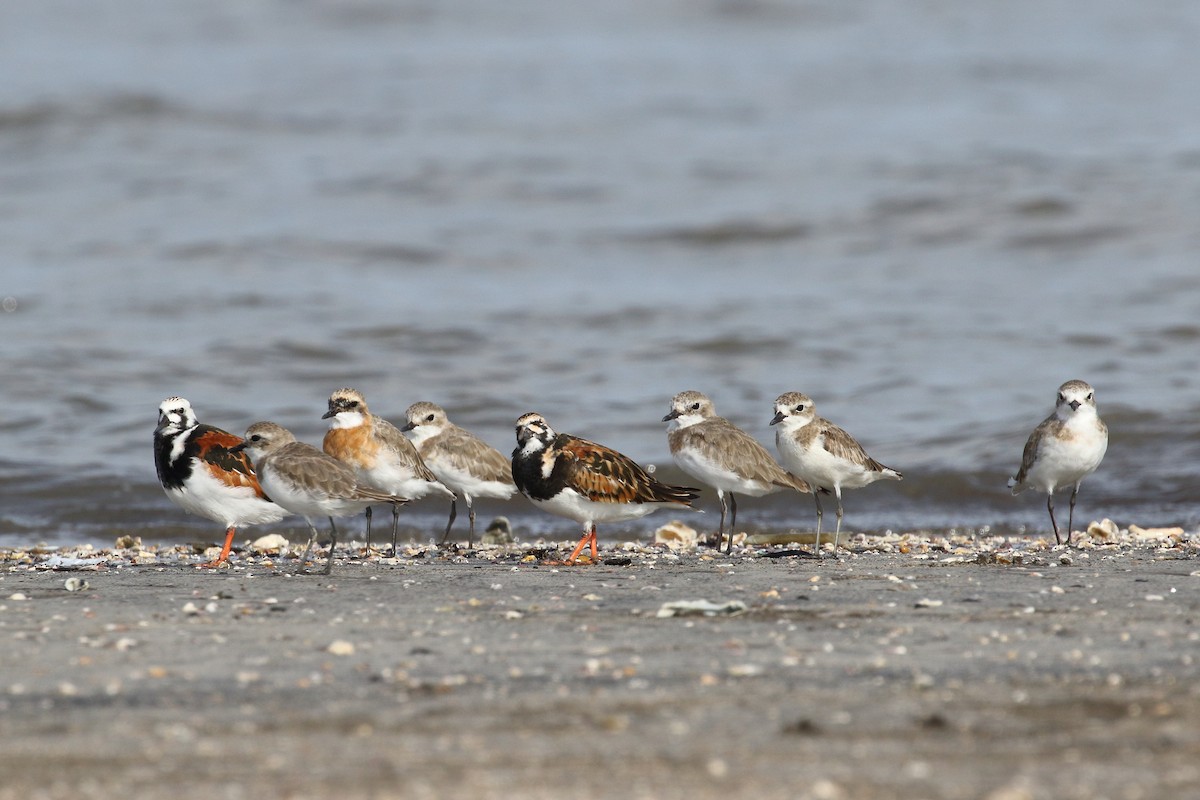 Ruddy Turnstone - ML639150183