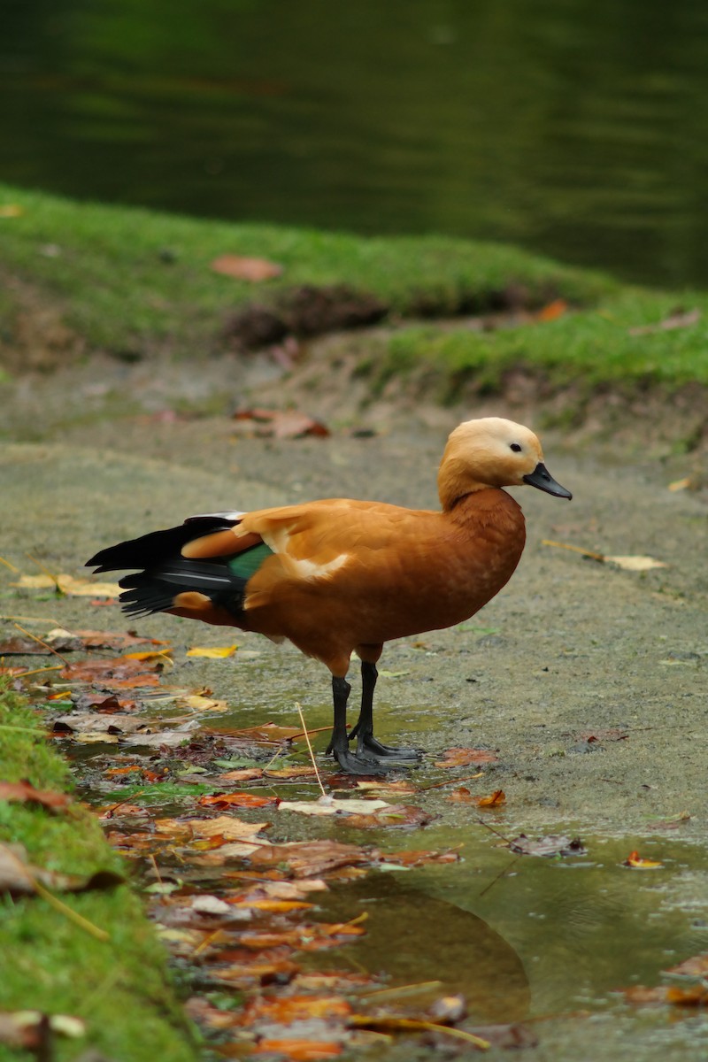 Ruddy Shelduck - ML639150190