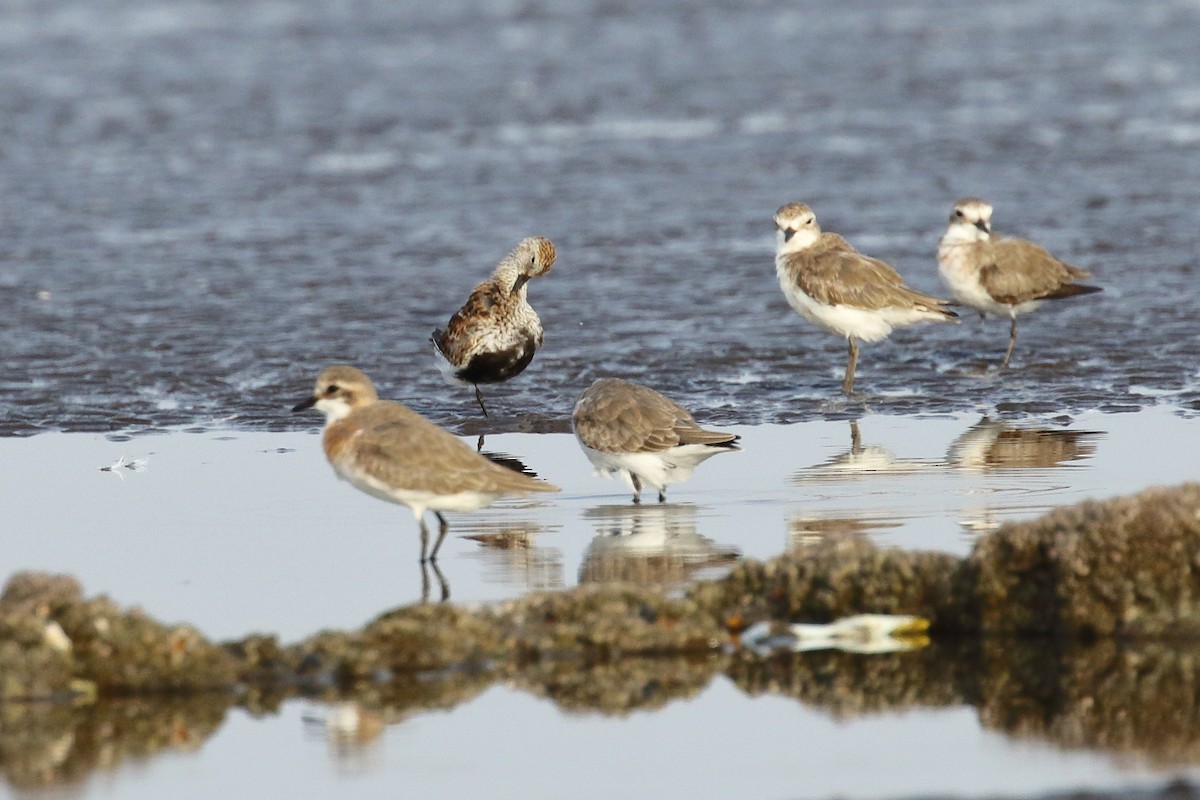 Dunlin - ML639150194