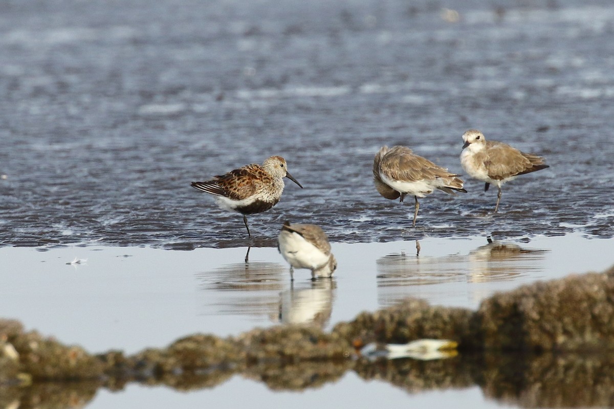 Dunlin - ML639150195