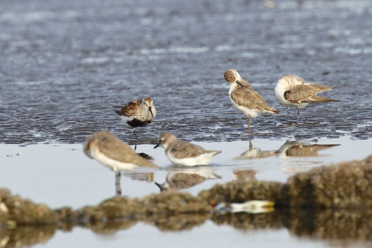 Dunlin - ML639150196