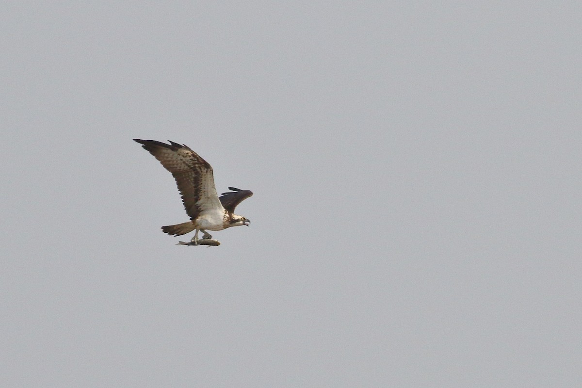Osprey - ML639150207