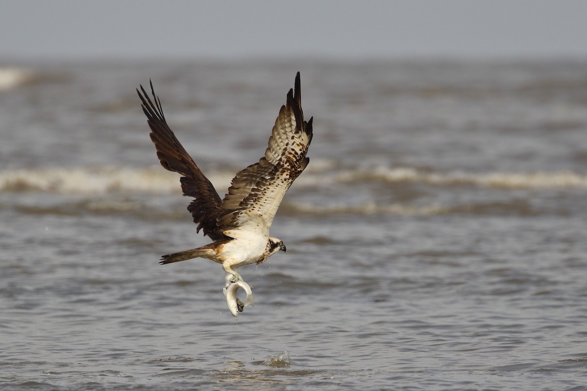 Osprey - ML639150208