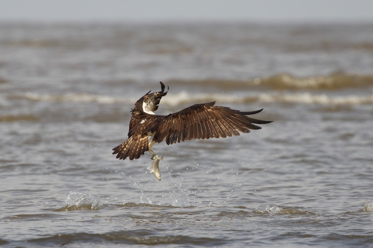 Osprey - ML639150209
