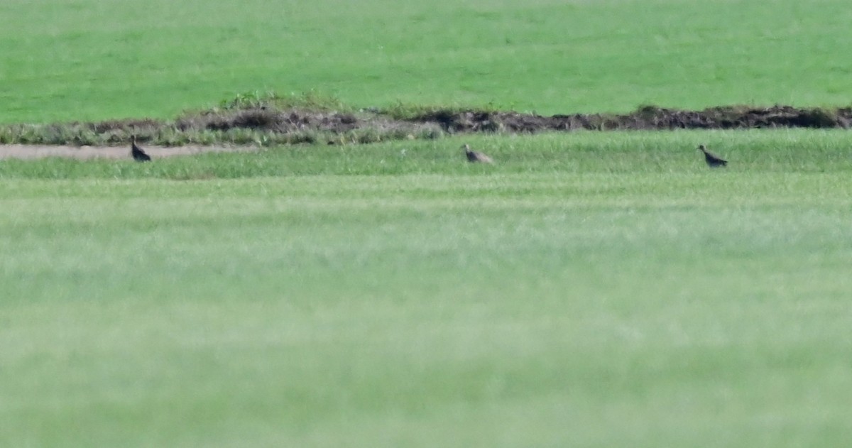 Upland Sandpiper - ML639150235