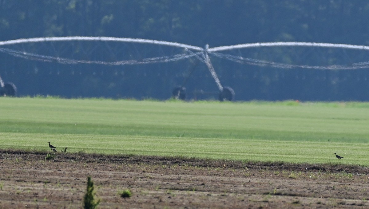 Upland Sandpiper - ML639150236