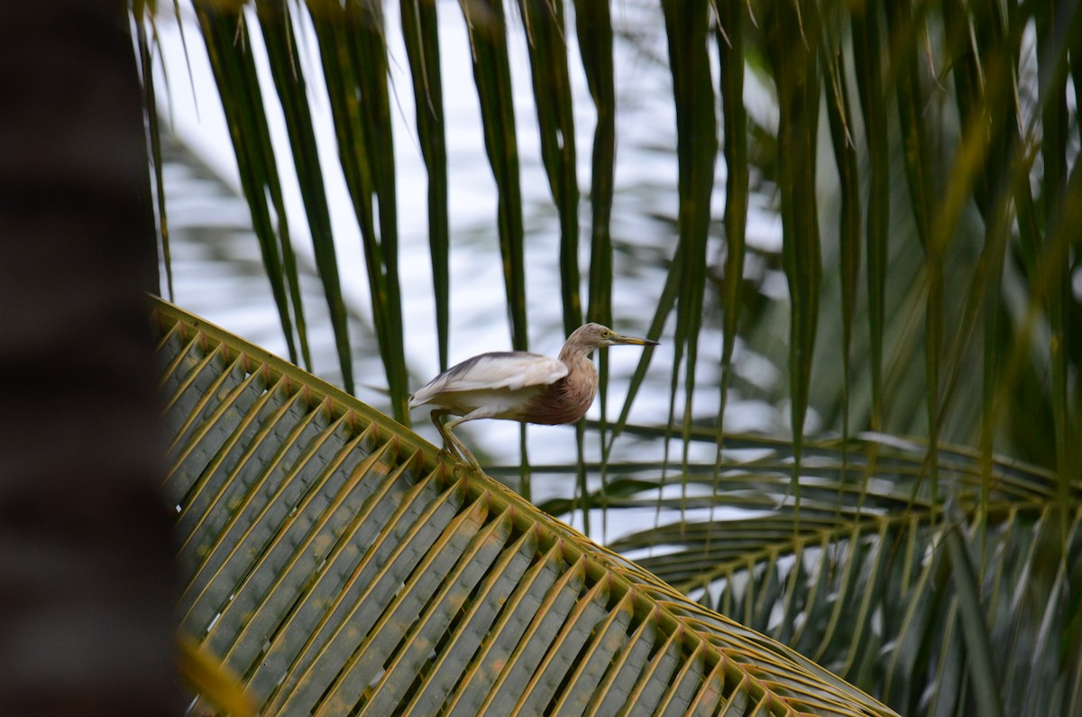 Javan Pond-Heron - ML639150255