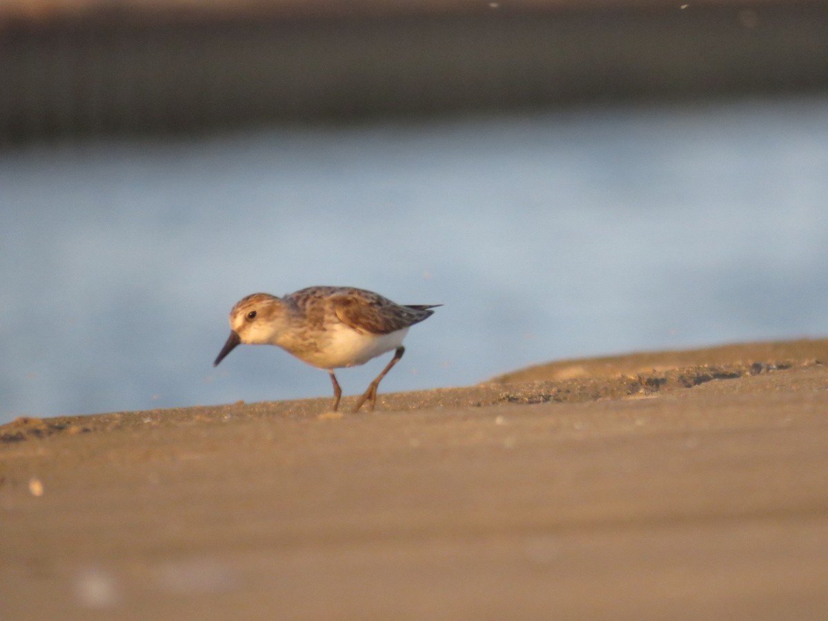 Semipalmated Sandpiper - ML639150517
