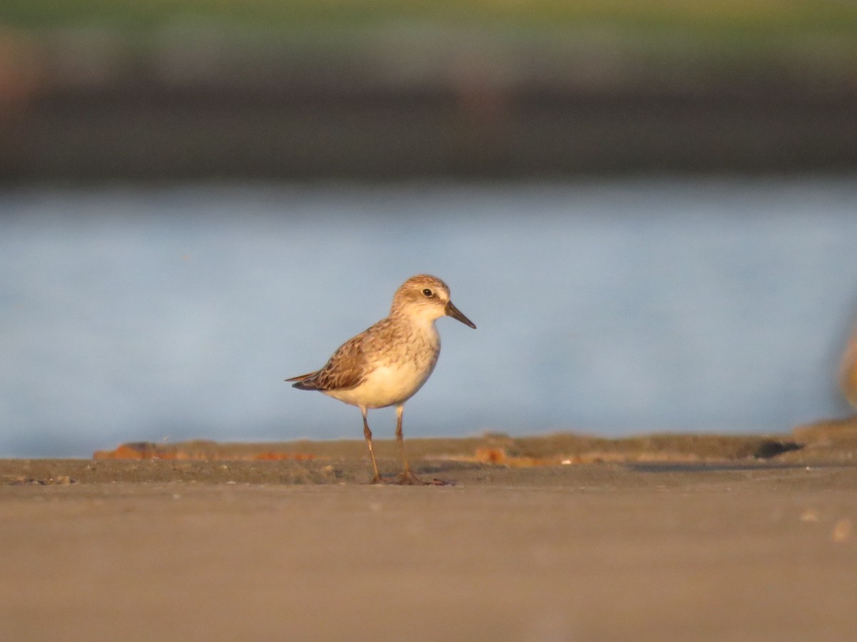 Semipalmated Sandpiper - ML639150518