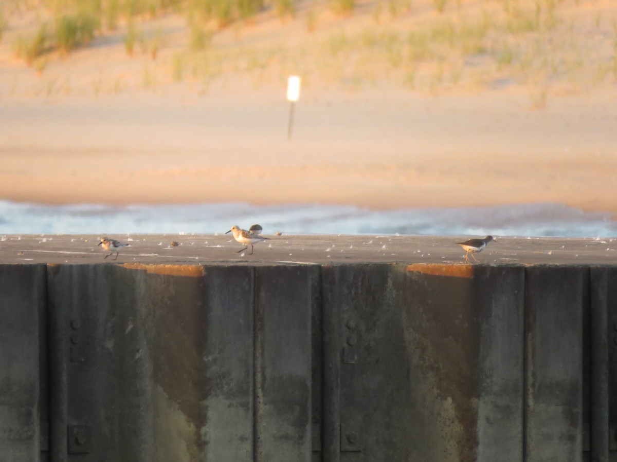 Sanderling - ML639150541