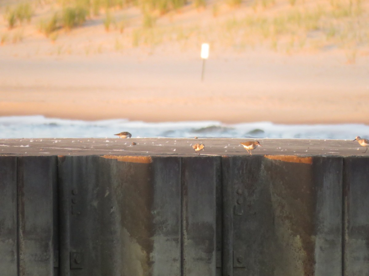 Bécasseau sanderling - ML639150542