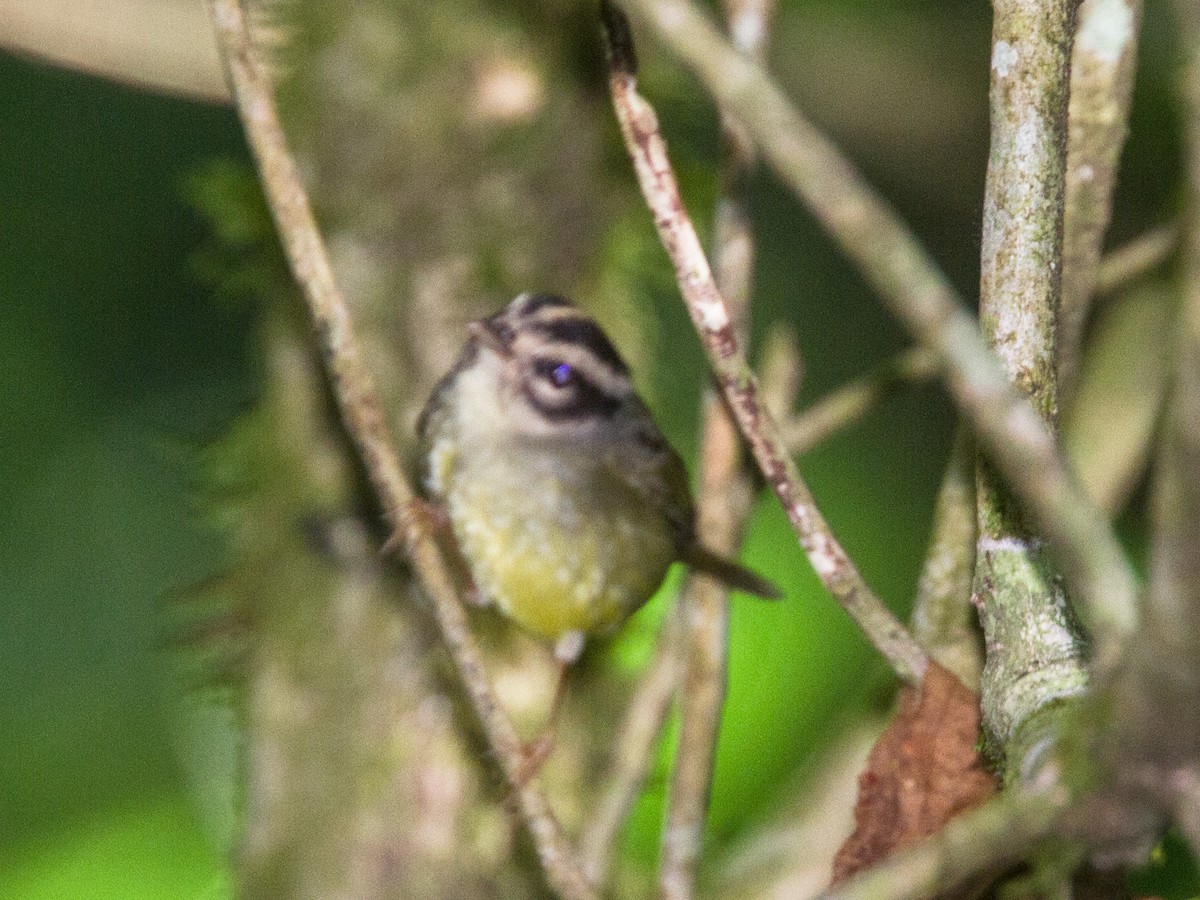 Costa Rican Warbler - ML639150576