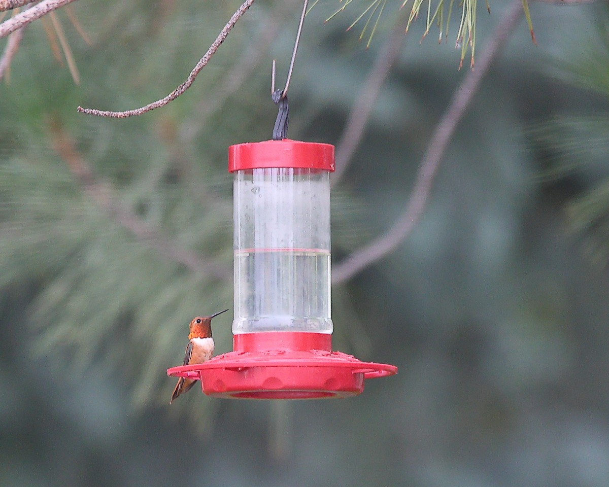 Rufous Hummingbird - ML639150641