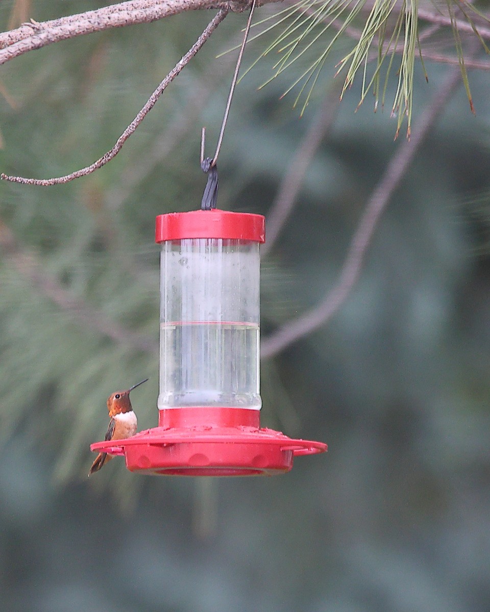 Rufous Hummingbird - ML639150642