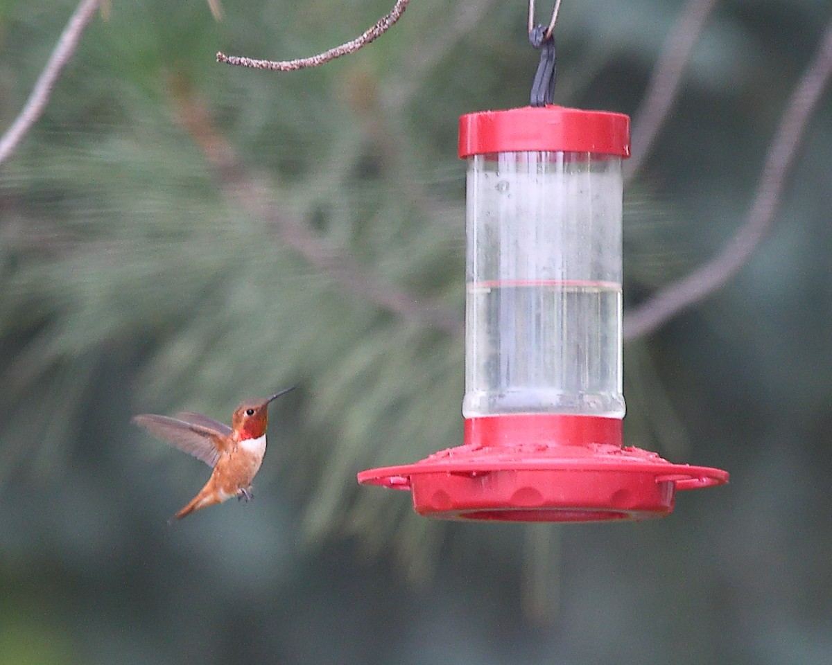 Rufous Hummingbird - ML639150644
