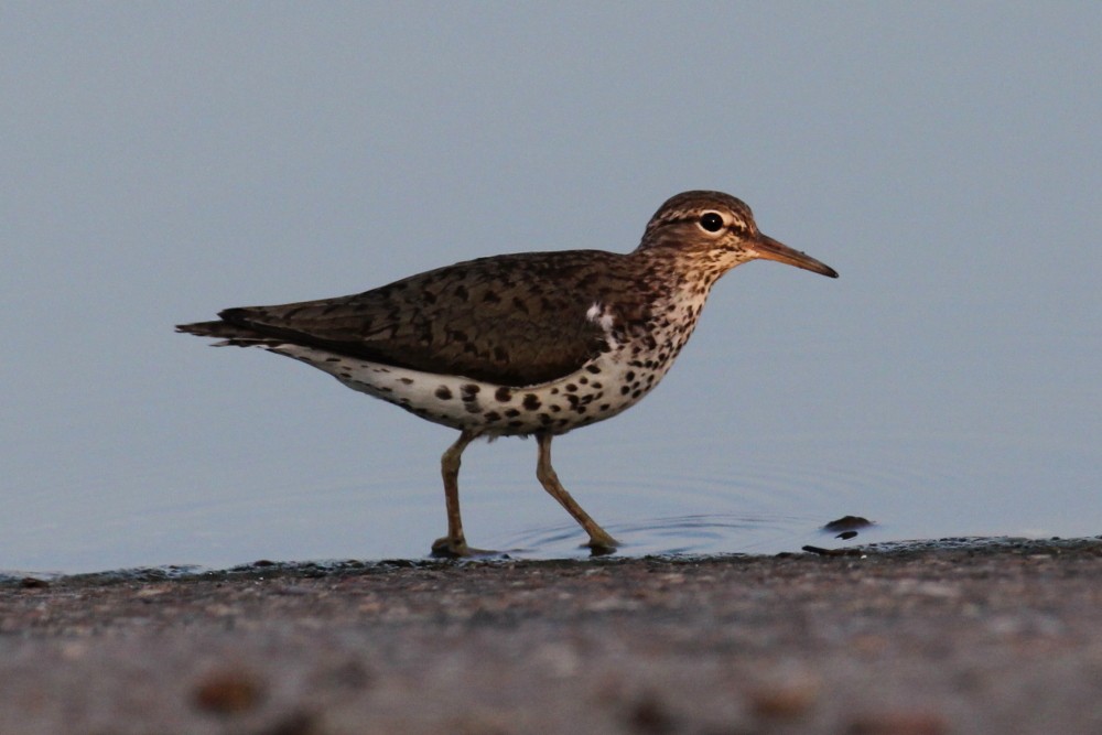 Spotted Sandpiper - ML63915071