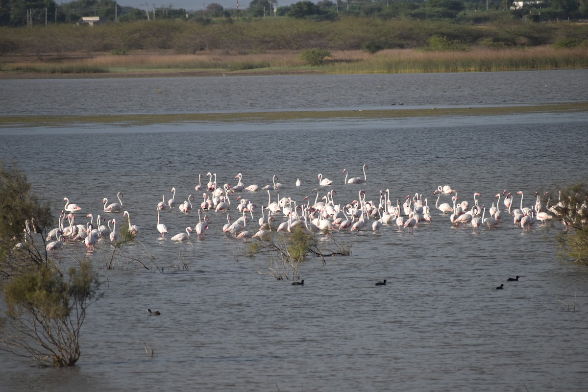 Greater Flamingo - ML639150751