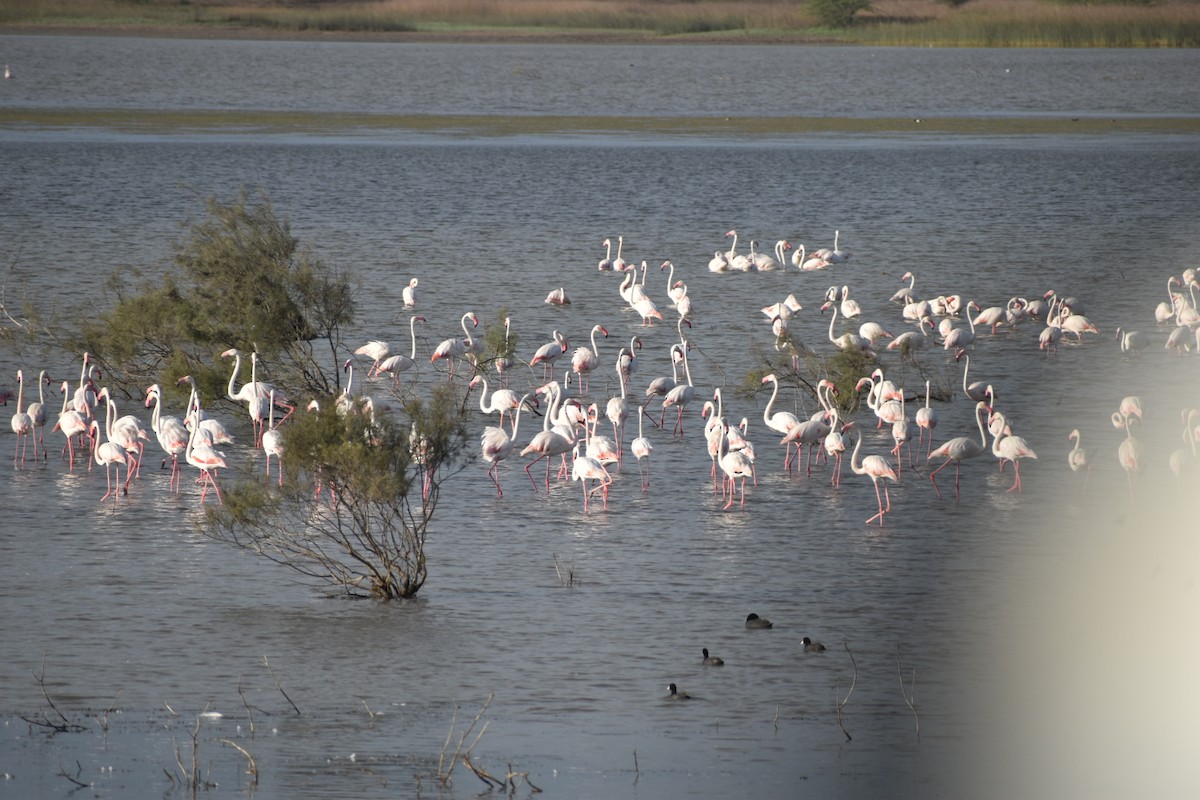 Greater Flamingo - ML639150752