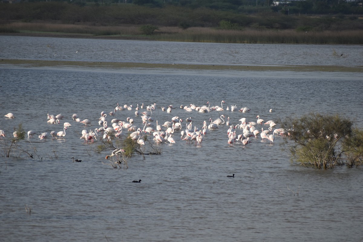 Greater Flamingo - ML639150753