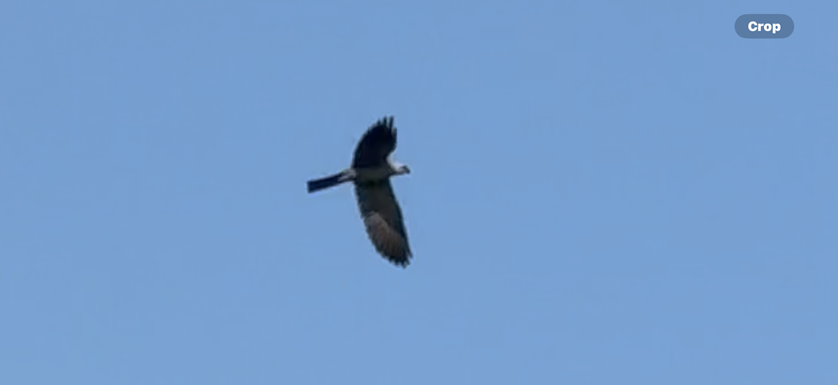Mississippi Kite - ML639150797