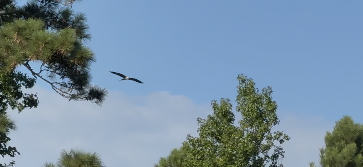 Mississippi Kite - ML639150798