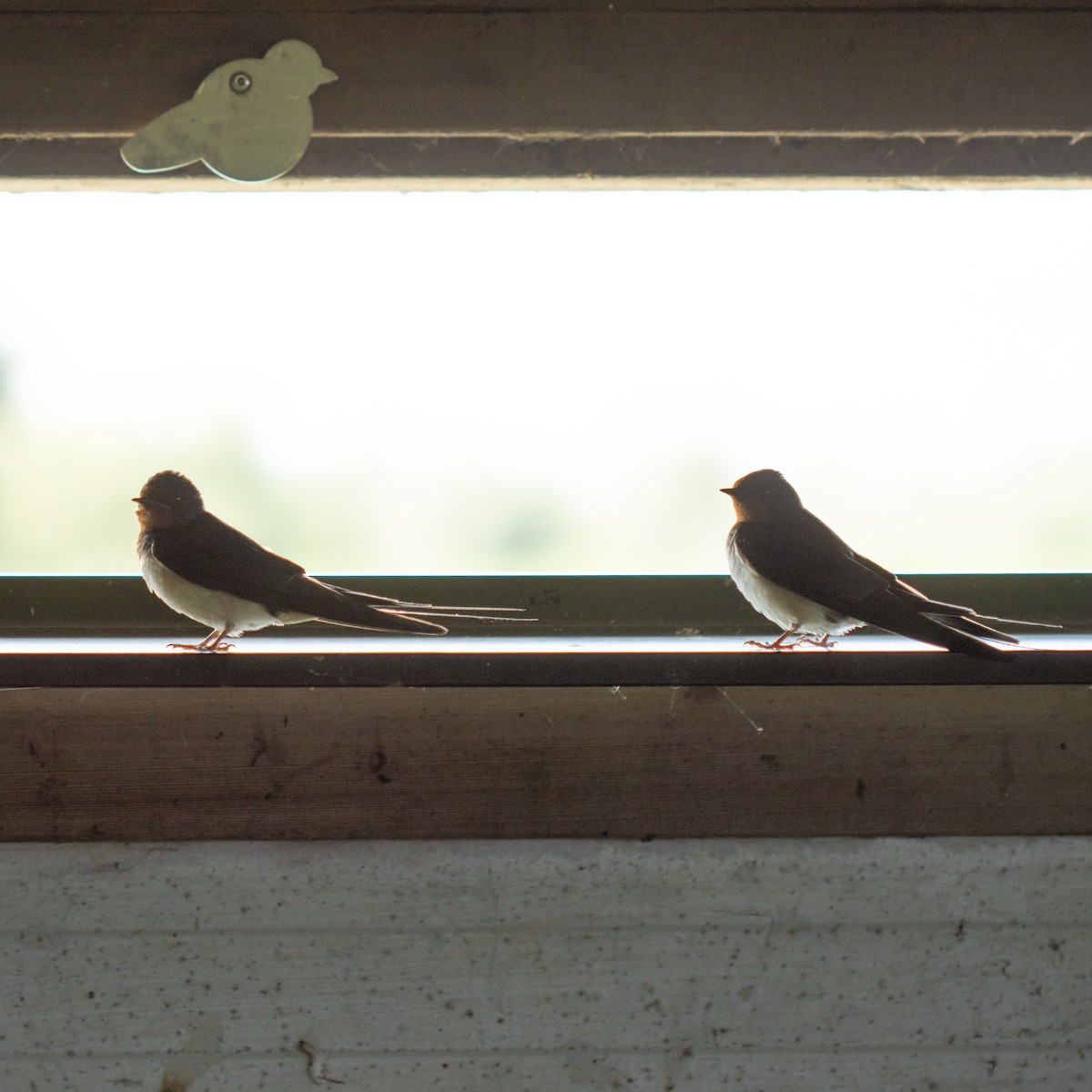 Barn Swallow - ML639150808