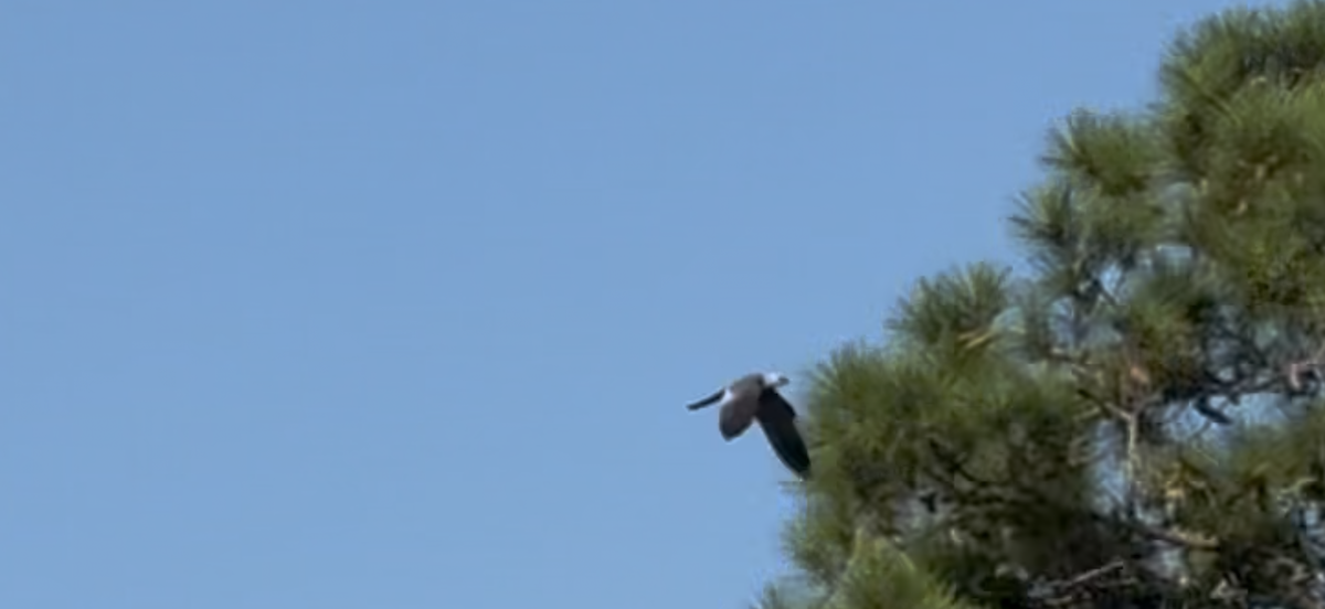 Mississippi Kite - ML639150888