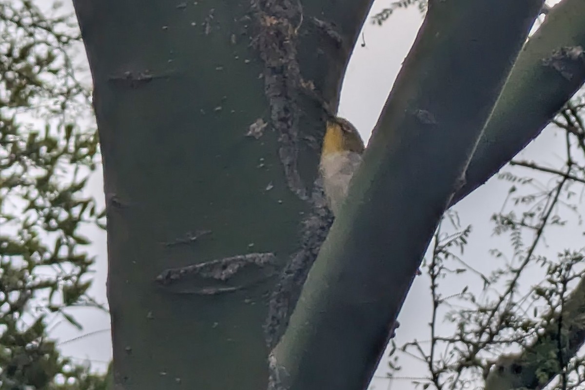 Swinhoe's White-eye - ML639150905