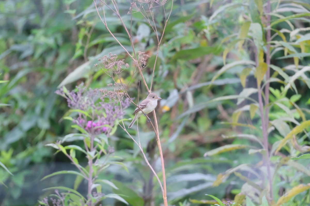 vierempid - ML639151099