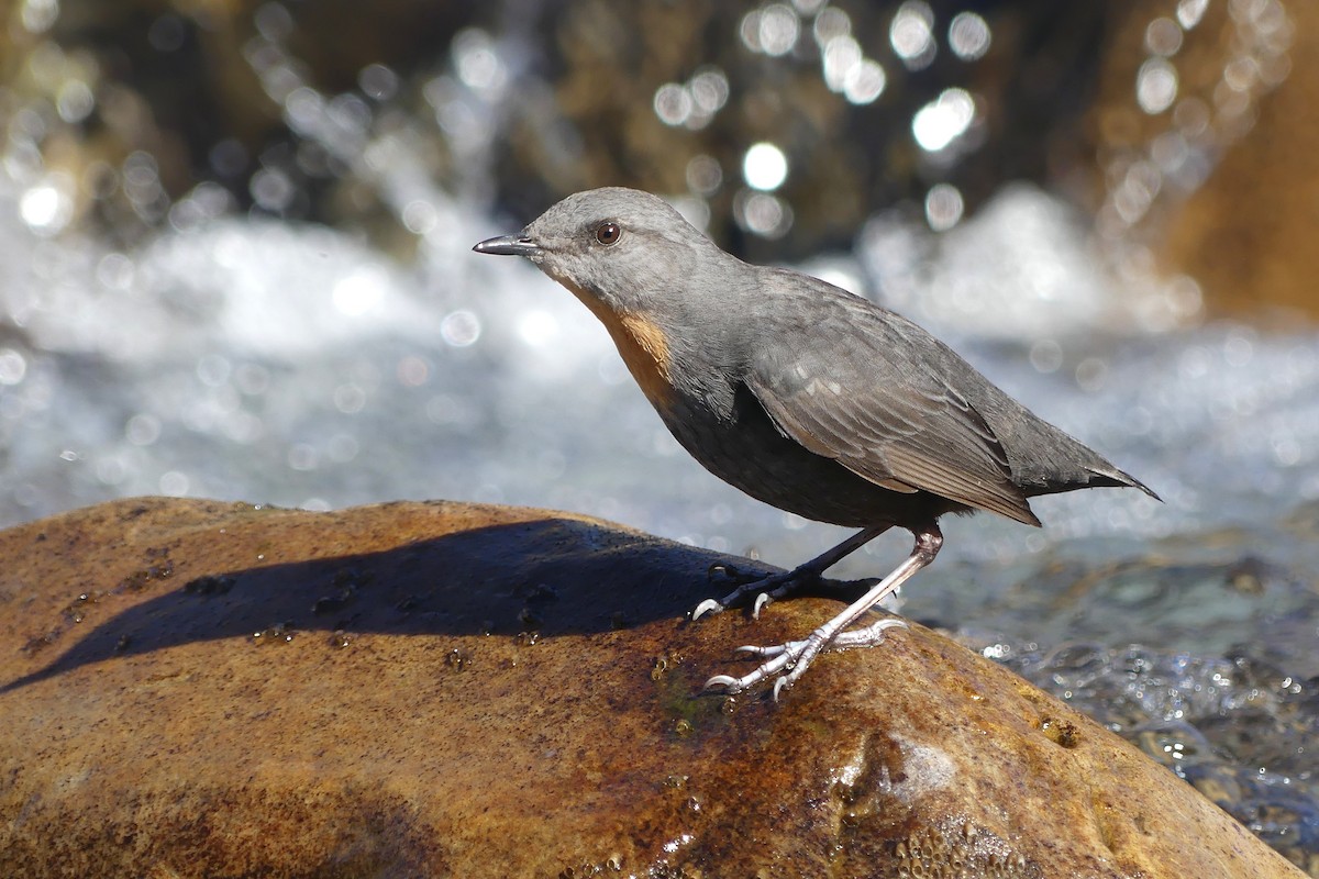 Rufous-throated Dipper - ML639151147