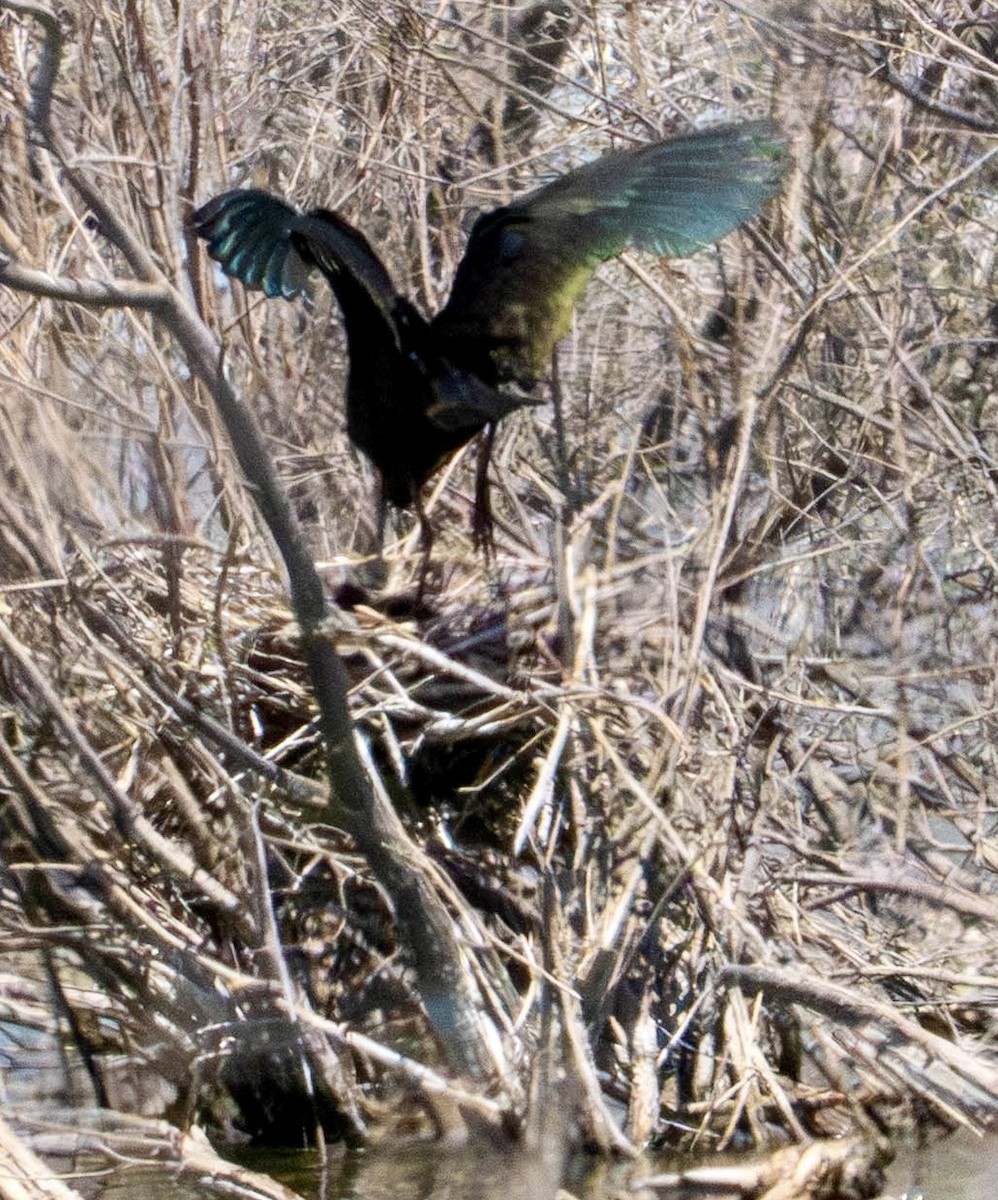 White-faced Ibis - ML639151215
