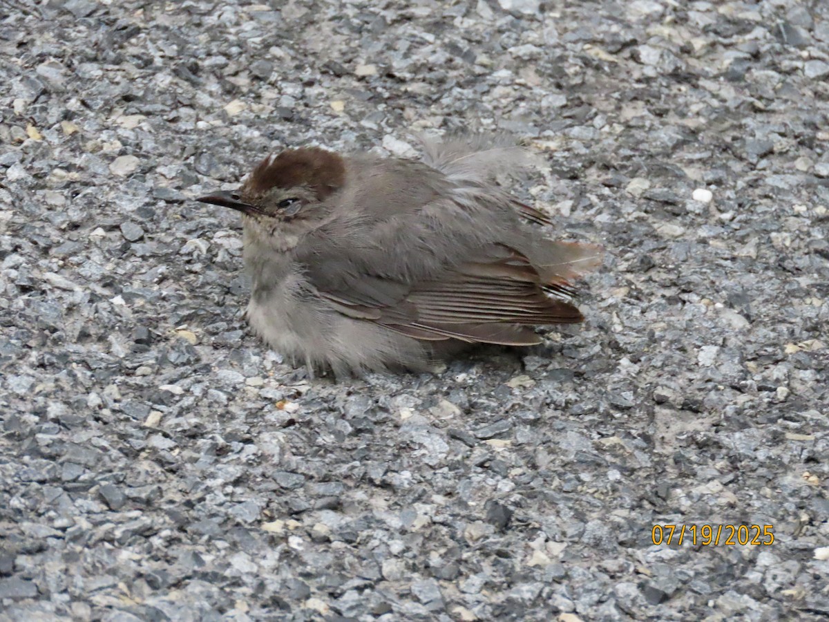 ネコマネドリ - ML639151222