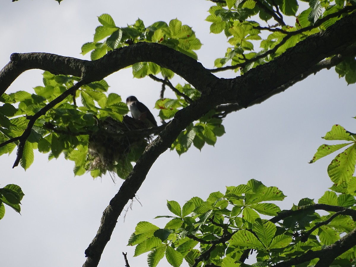 Eastern Kingbird - ML639151286