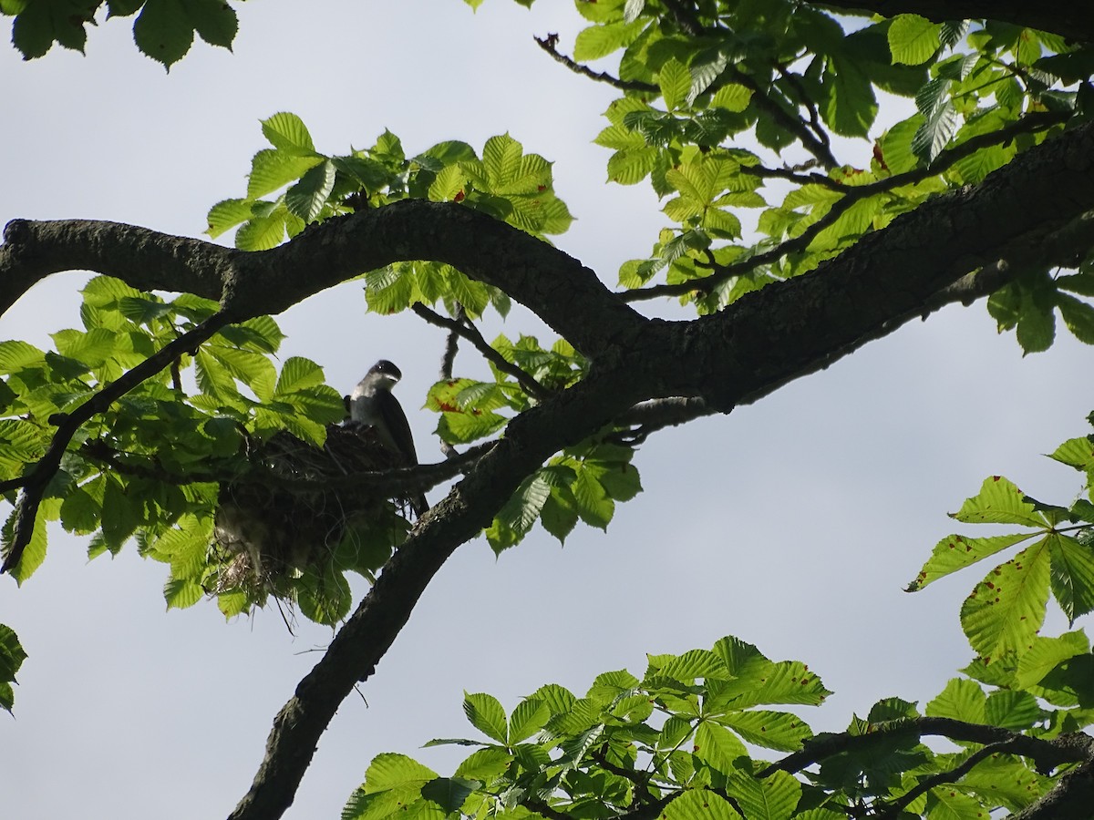 Eastern Kingbird - ML639151288