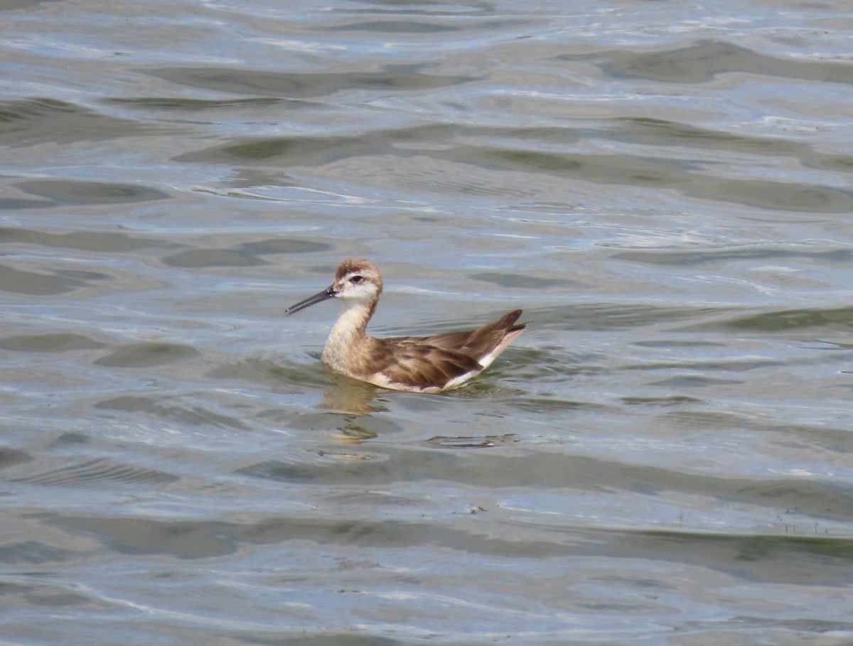 Wilson's Phalarope - ML639151318